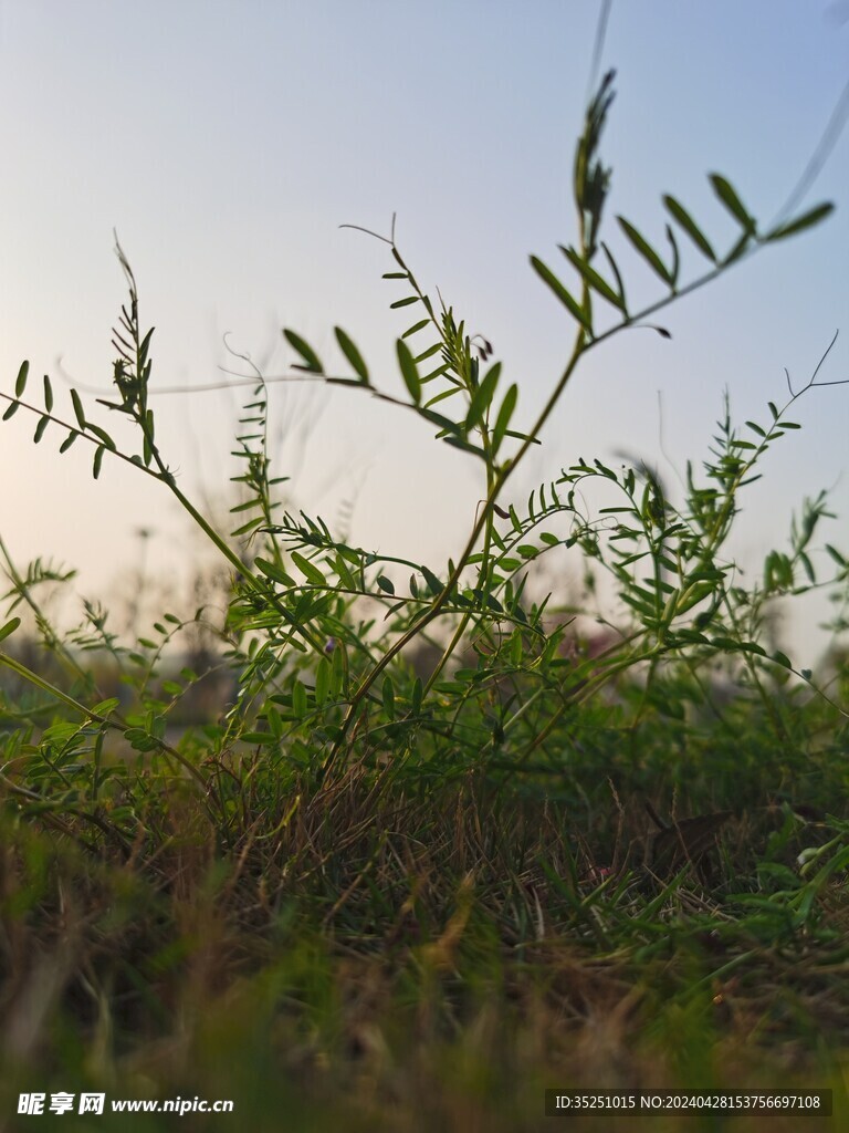 野豌豆