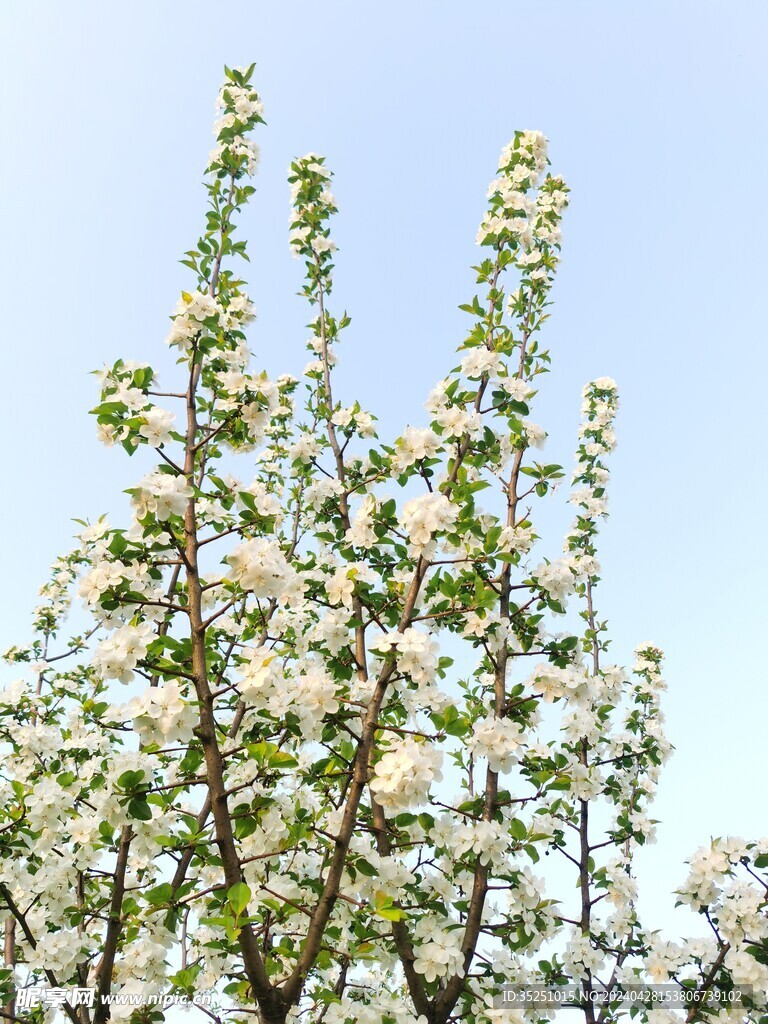 桃花 梨花