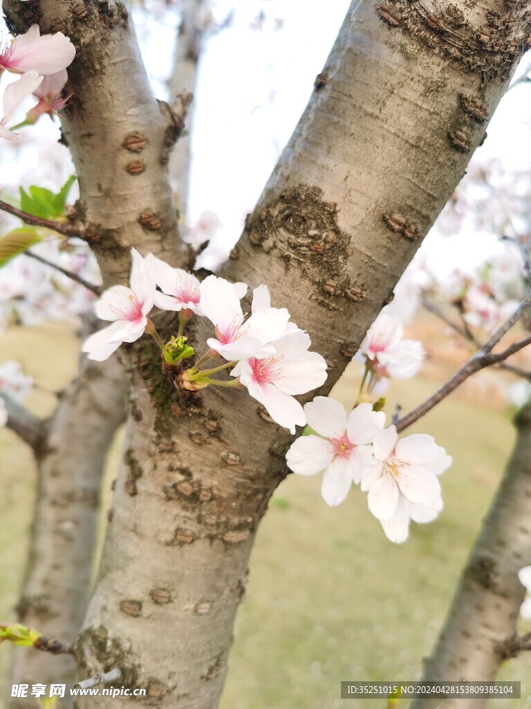 桃花 梨花