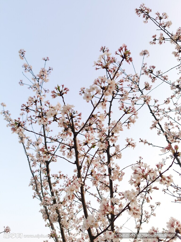 桃花 梨花