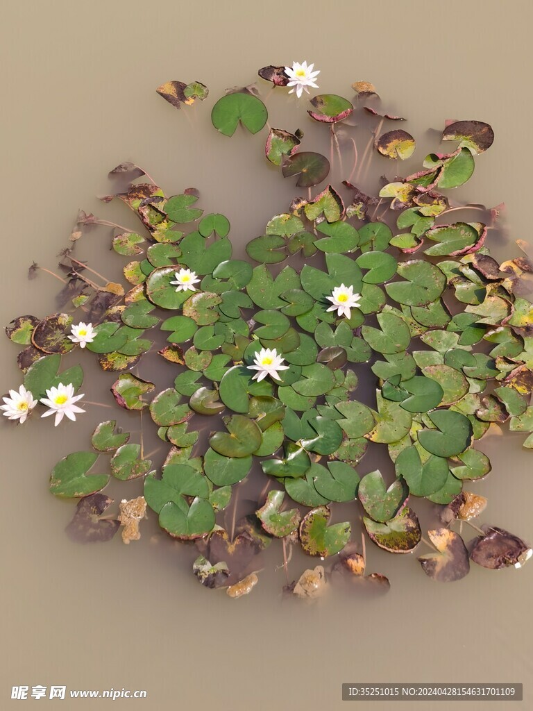 睡莲