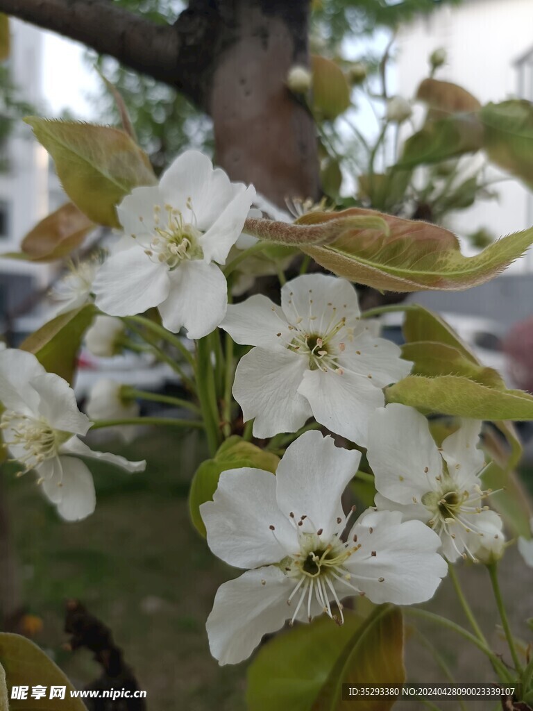 梨花