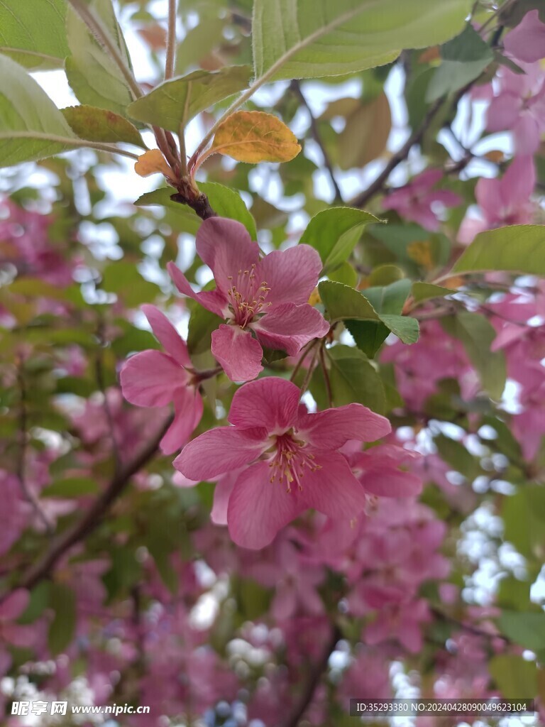 海棠花