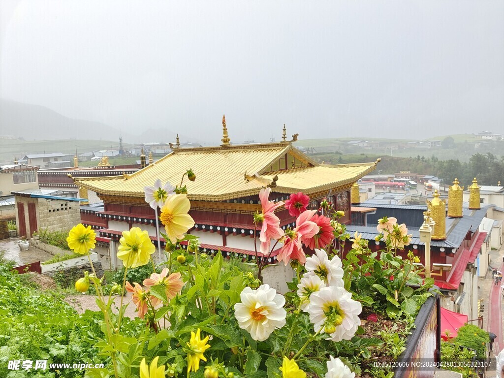 雨中的格桑花