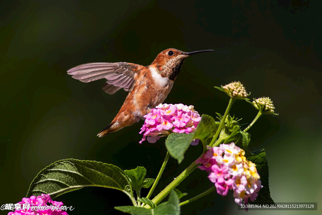 鸟类天堂图片