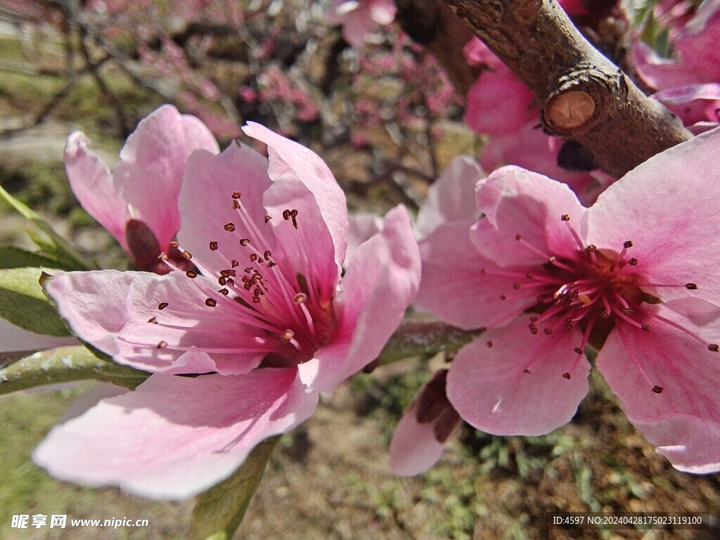 蟠桃花