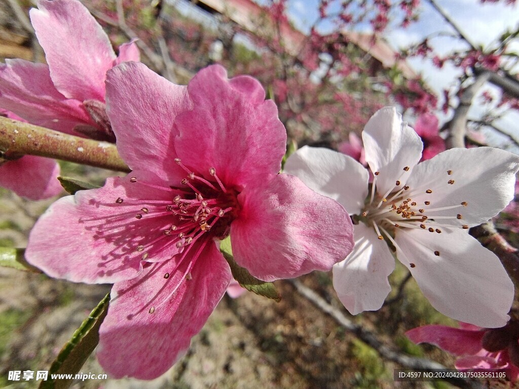 蟠桃花