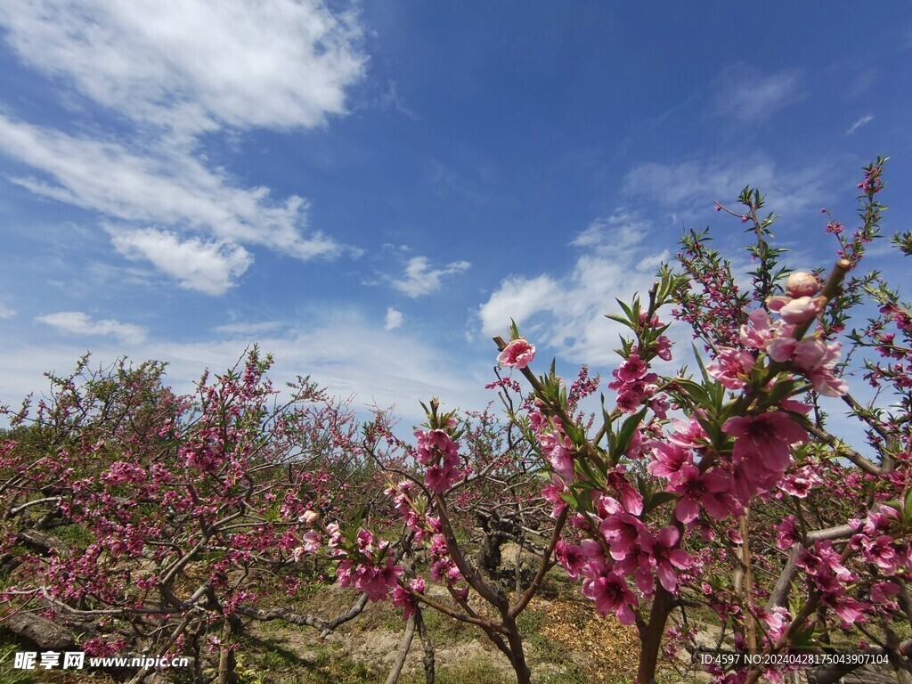 蟠桃花