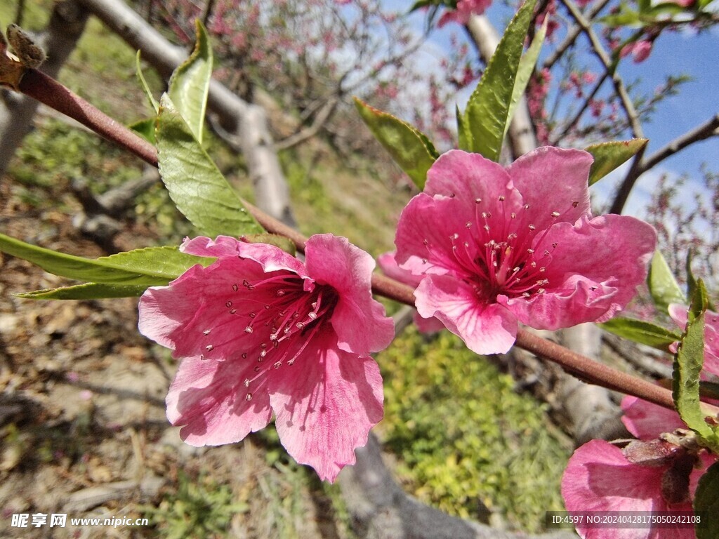 蟠桃花