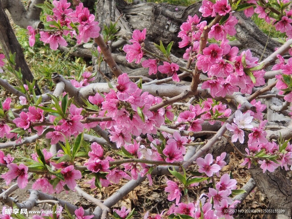 蟠桃花