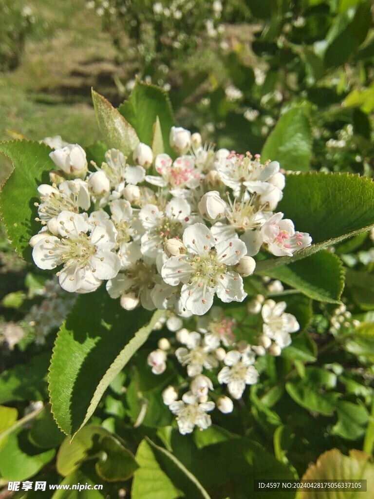 黑果花揪花朵