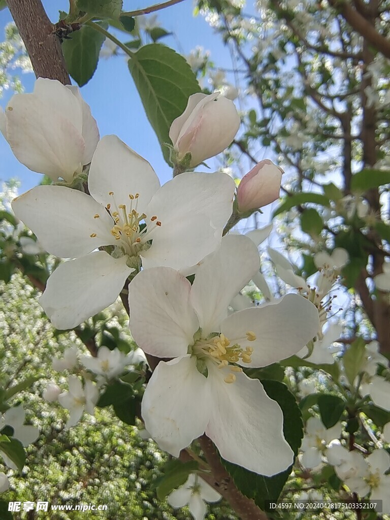 苹果花