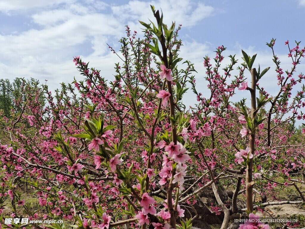 蟠桃花