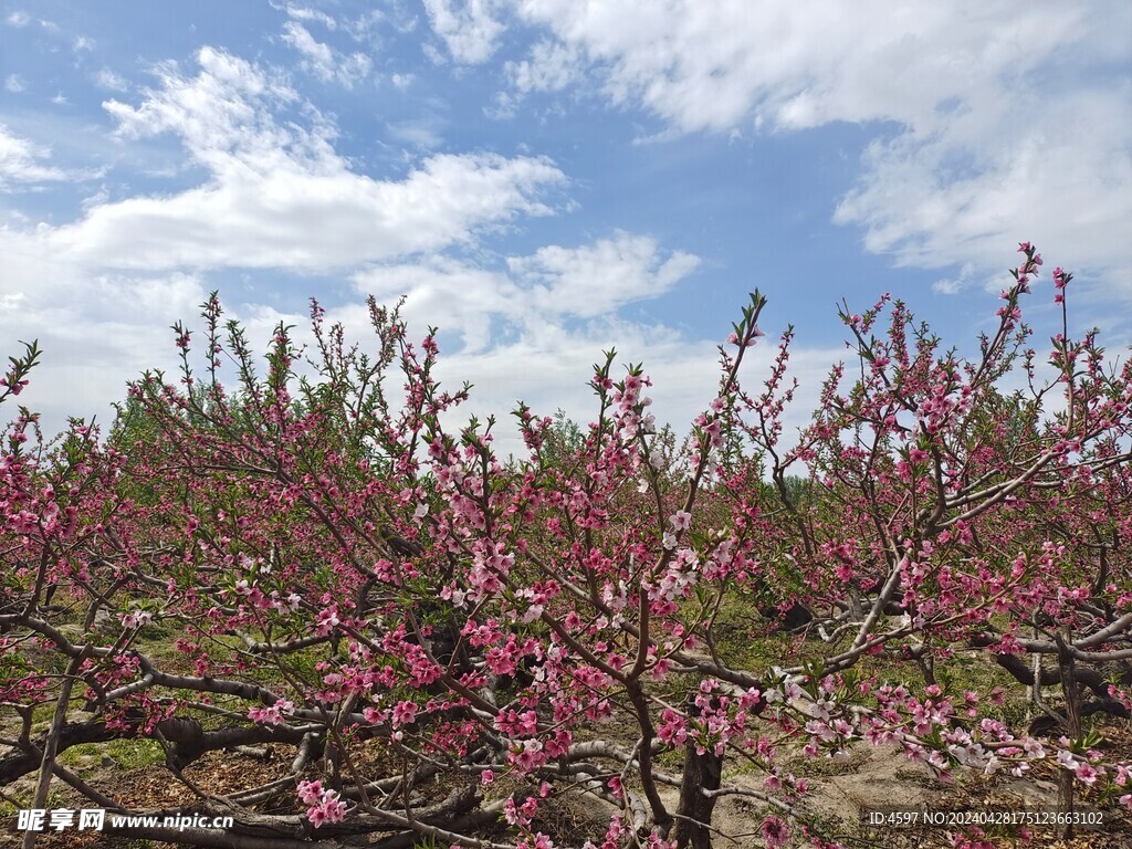 蟠桃花