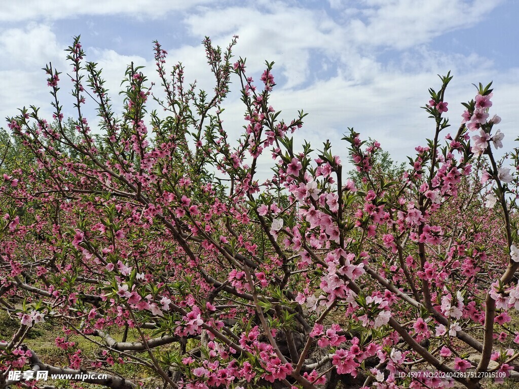 蟠桃花