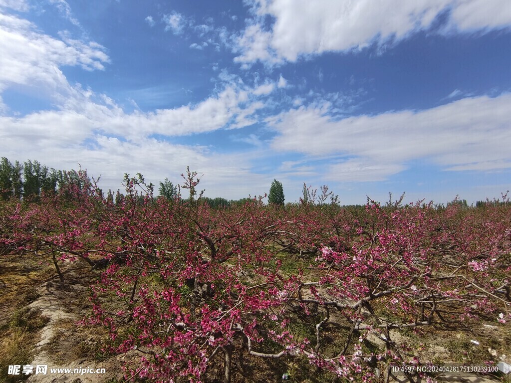 蟠桃花林