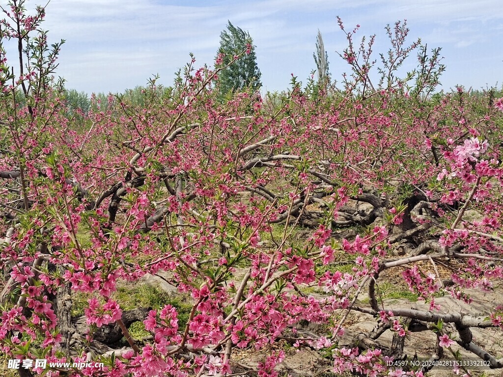 蟠桃花林