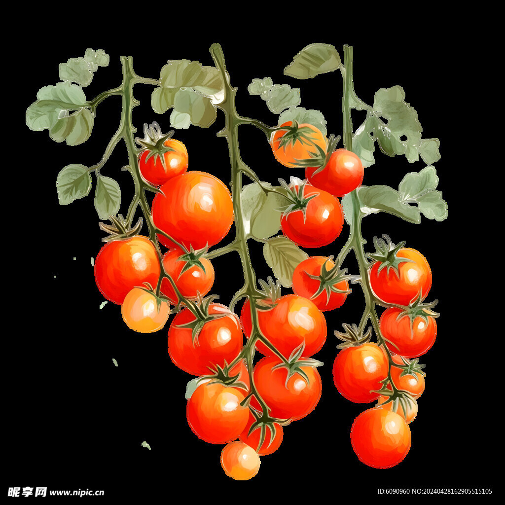 国画小番茄  手绘西红柿