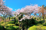 温泉樱花