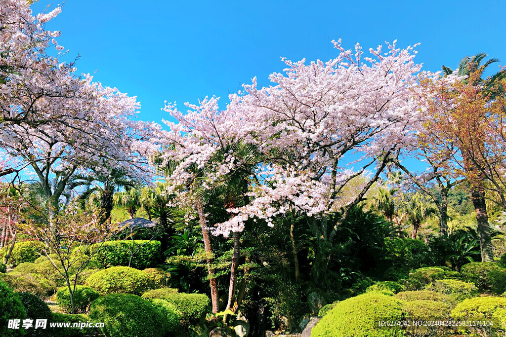 温泉樱花