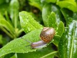 雨后蜗牛绿叶