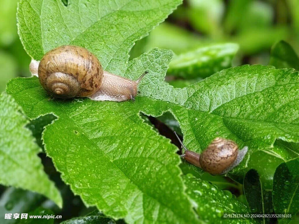 亲子蜗牛绿叶雨中