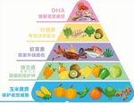 食物金字塔 保护视力的食物