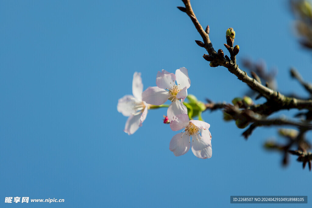 樱花