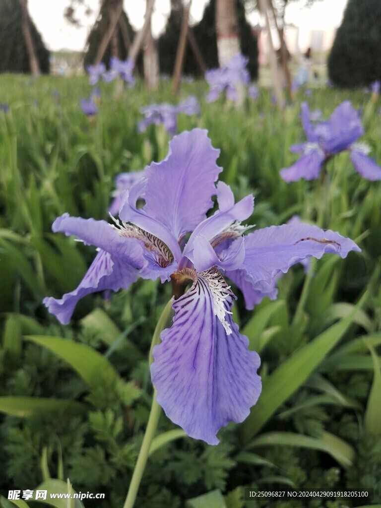 鸢尾花 