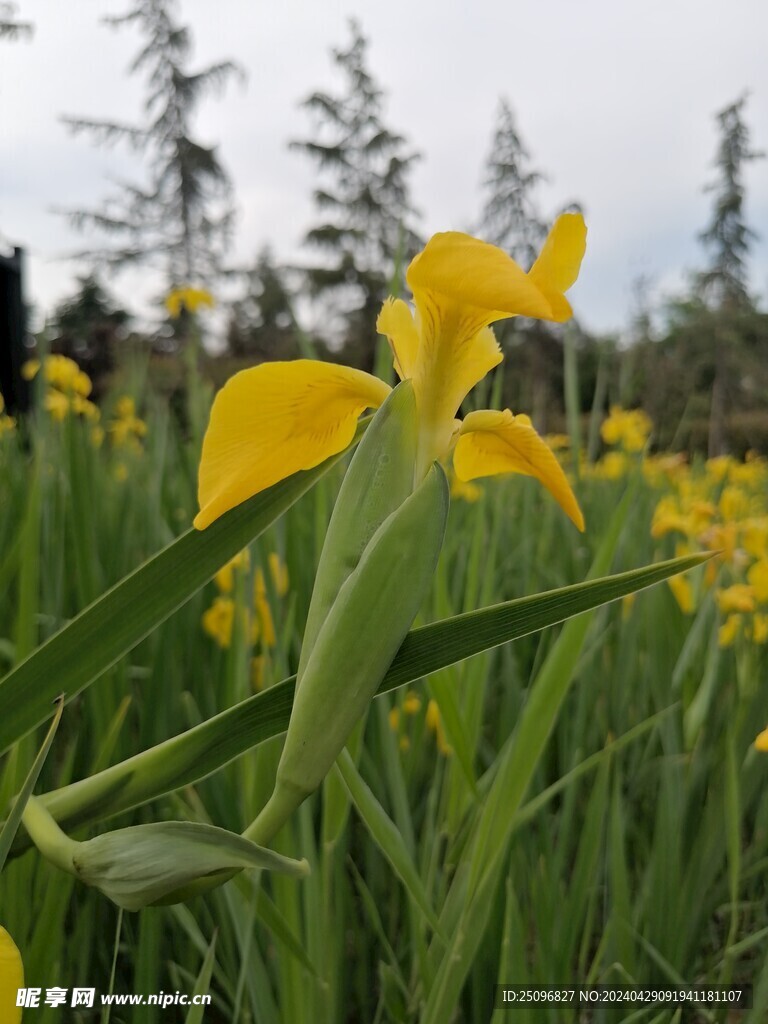 鸢尾花