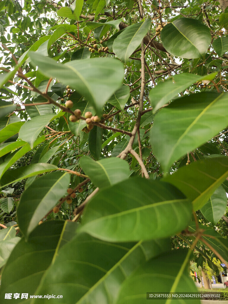 野果