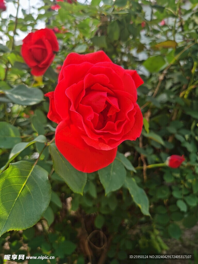 红玫瑰