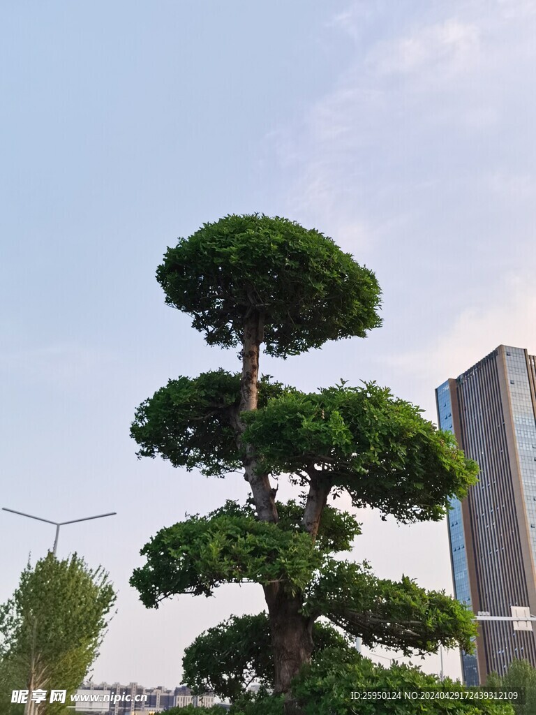 湖北梣