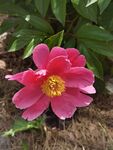 芍药