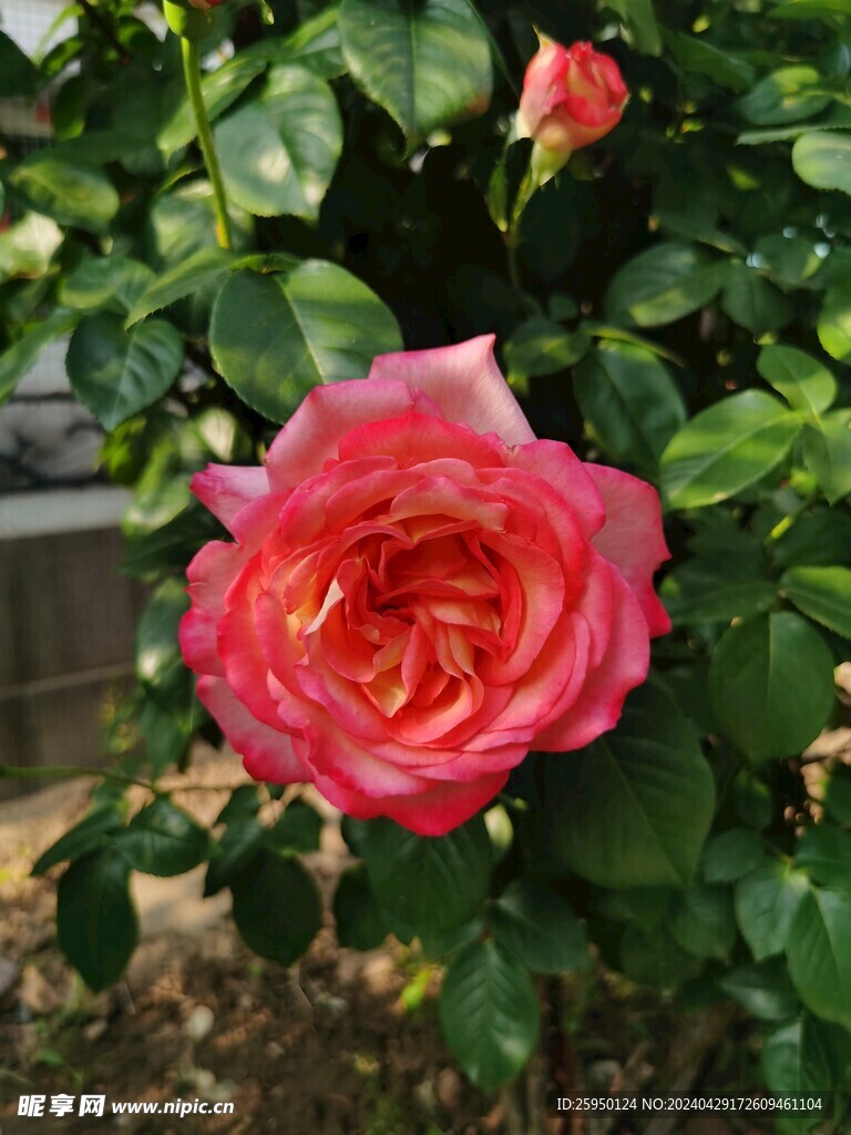 红玫瑰