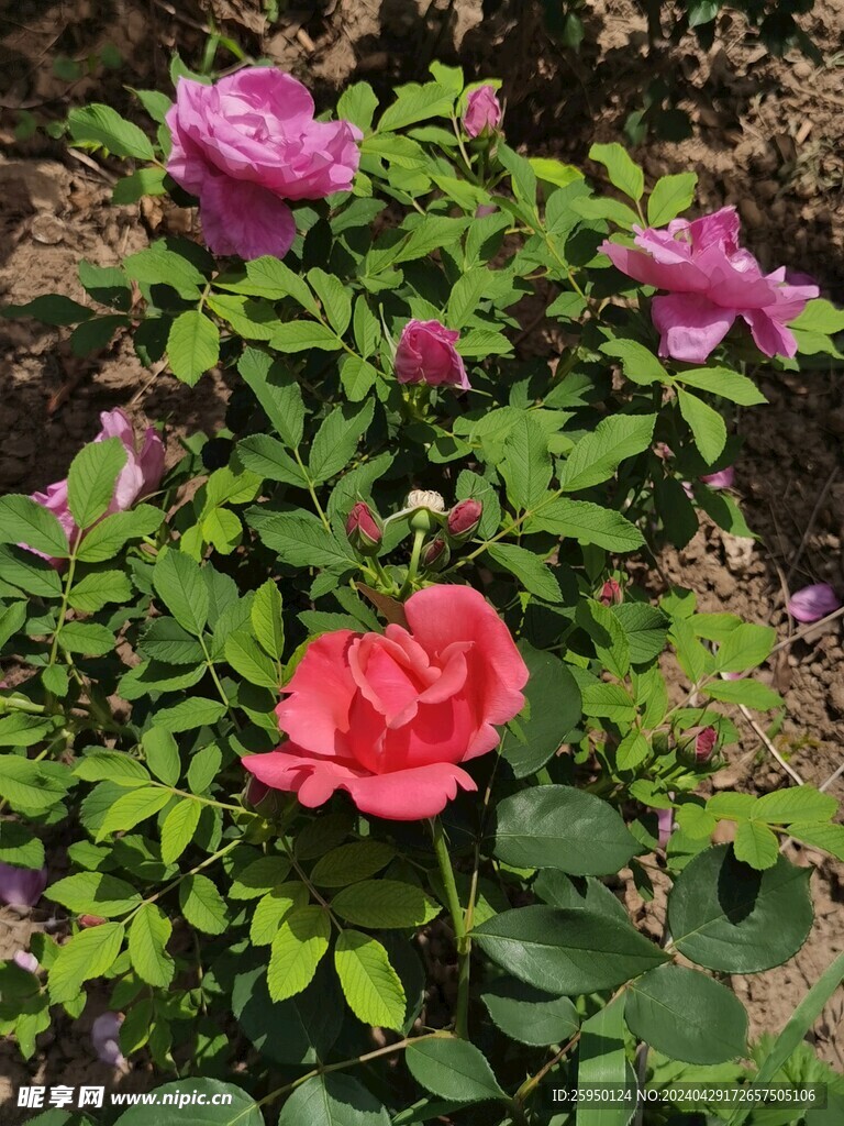 红玫瑰