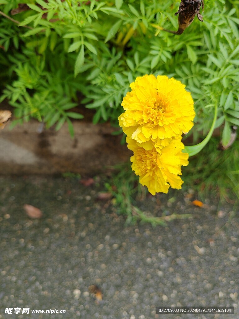 菊花 