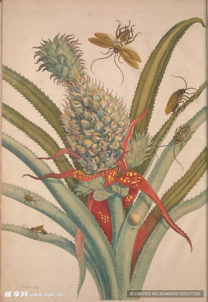 绘制水果插画         