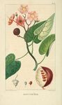 绘制植物插画         