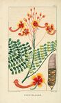 绘制植物插画         