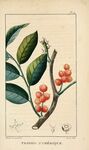 绘制植物插画         