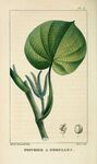 绘制植物插画         