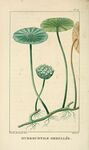 绘制植物插画         