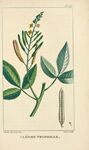 绘制植物插画         