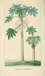 绘制植物插画         