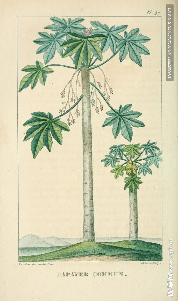 绘制植物插画         