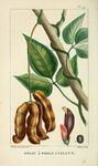 绘制植物插画         