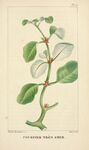绘制植物插画         