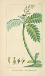 绘制植物插画         