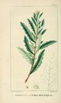 绘制植物插画         